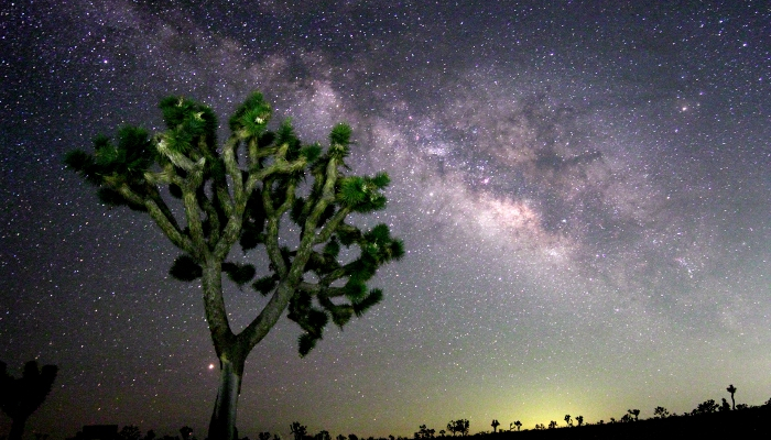 Joshua Tree and the Milky Way